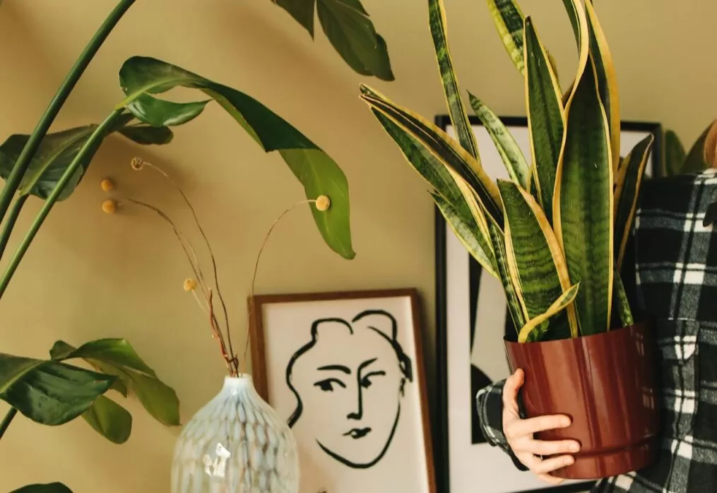 sansevieria tower Sansevieria ‘Pagoda Tower’ main image 0
