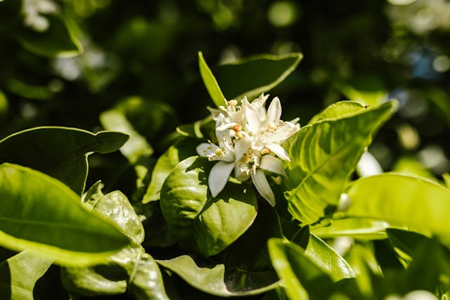 plants for calming energy