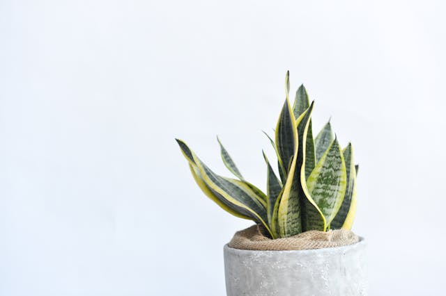 Snake plant in a corner of a modern living room