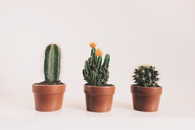 Indoor plants placed near the window as per Vastu for positive energy.