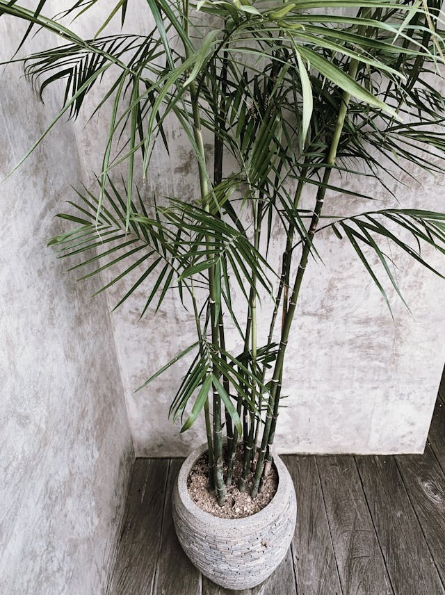 Vastu tips for choosing indoor plants that promote health and happiness.