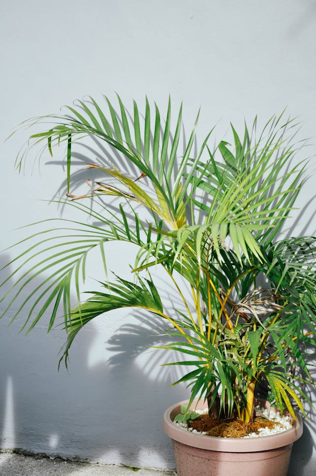  Areca palm in a sleek pot enhancing a small living room corner.