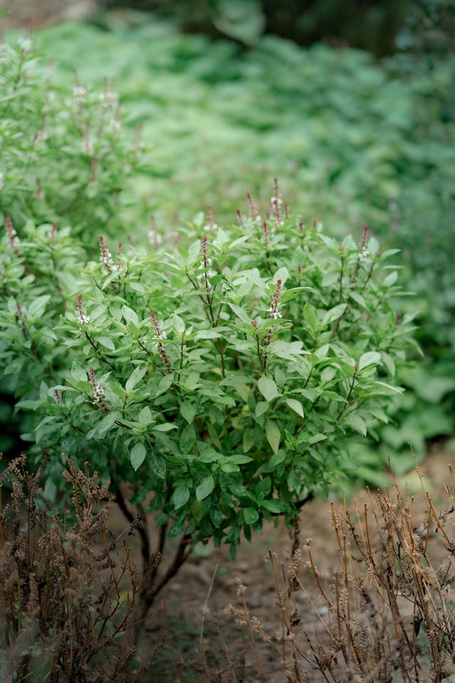 tulsi plant maintenance guide