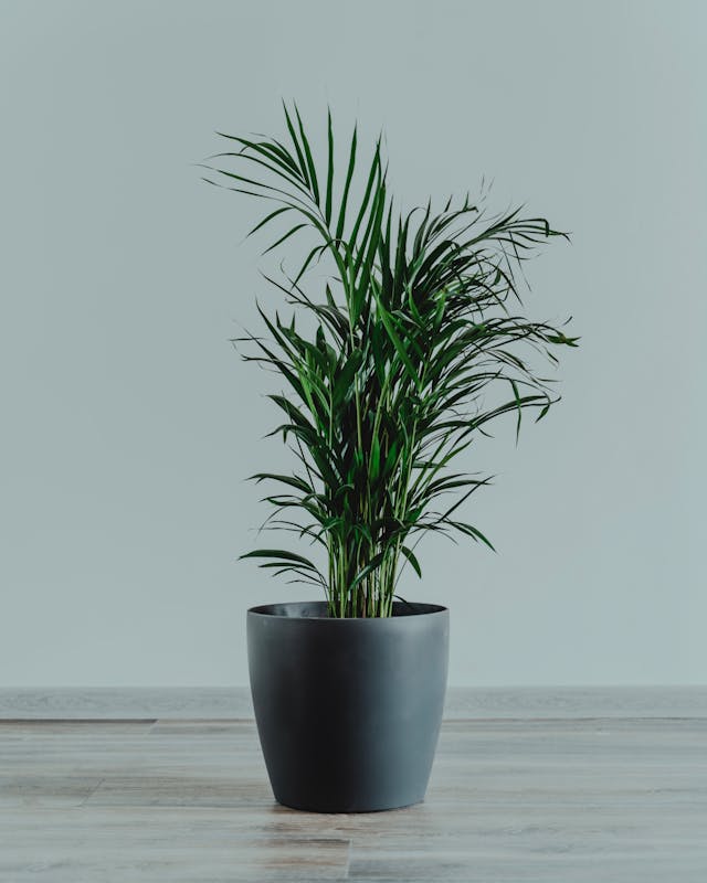 Living room with Vastu-friendly indoor plants for home harmony.