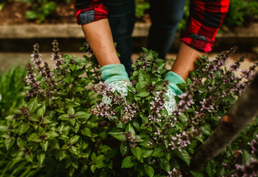 Best practices for maintaining tulsi at home