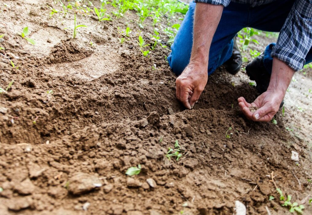 Soil Testing for Lawns and Gardens: The Key to a Thriving Landscape