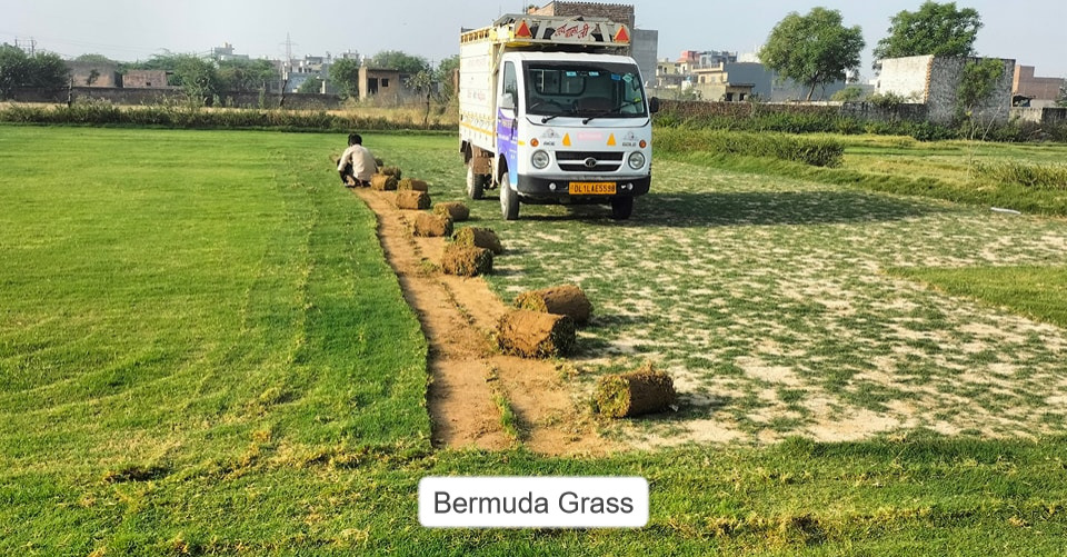 Bermuda Lawn Grass 