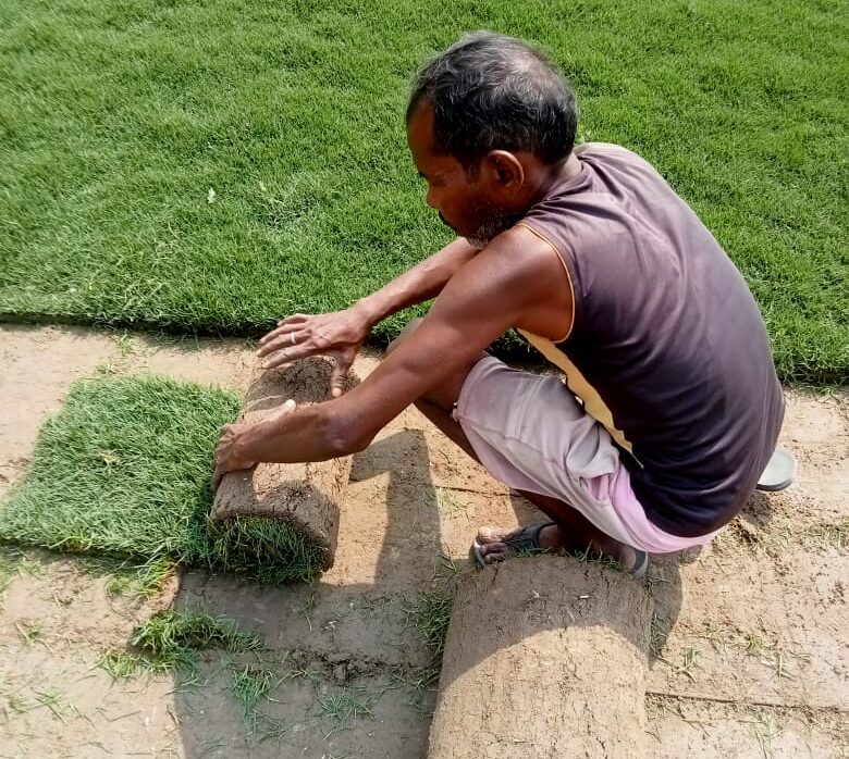 Natural Lawn Grass in Alwar | Wholesale Natural Lawn Grass | Lawn Grass Carpet | Natural Lawn Grass | Natural Lawn Grass Supplier | Natural Grass in Bulk | Natural Lawn Grass Wholesale Price | Buy Natural Lawn Grass in Alwar