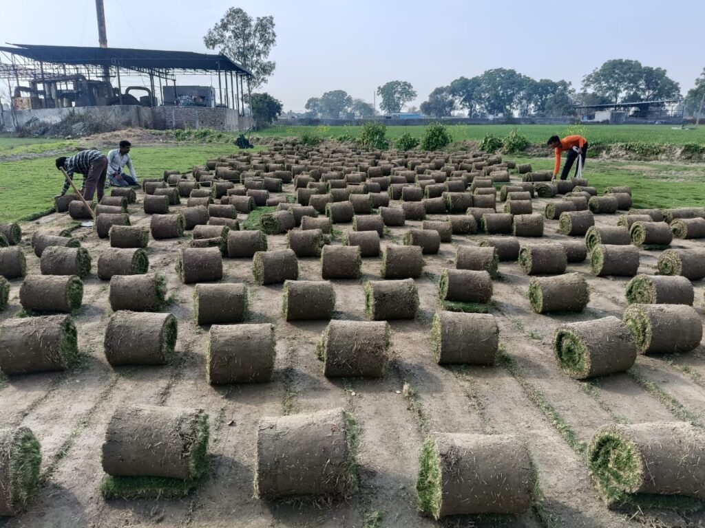 natural lawn grass tips