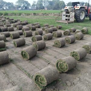 Best Lawn Grass for Your Backyard: How to Choose Wisely