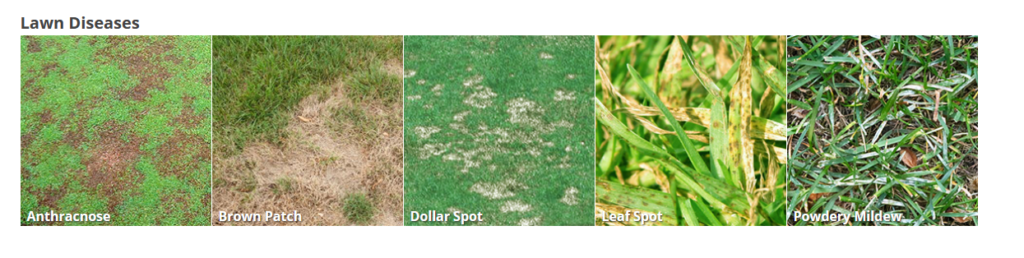 Common Bermudagrass problems