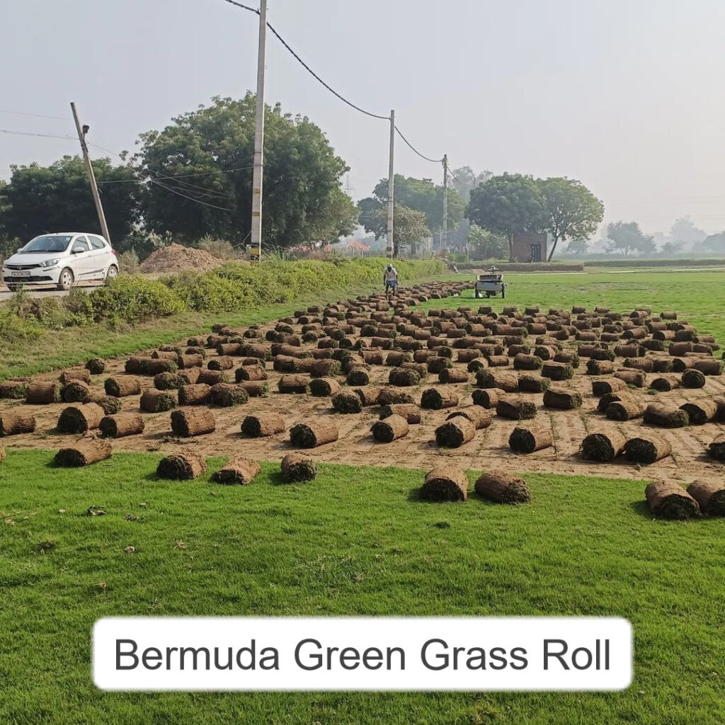 best grass for playgrounds