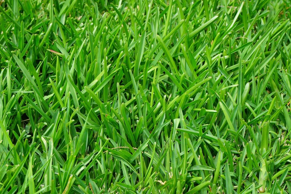 Buffalo Grass low-maintenance grass for parks and playgrounds