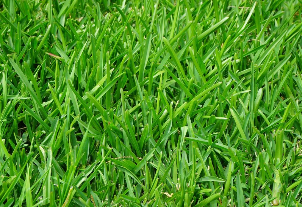 Buffalo Grass: The Low-Maintenance Lawn Solution