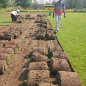 Side-by-side comparison of sod roll vs grass seed growth
