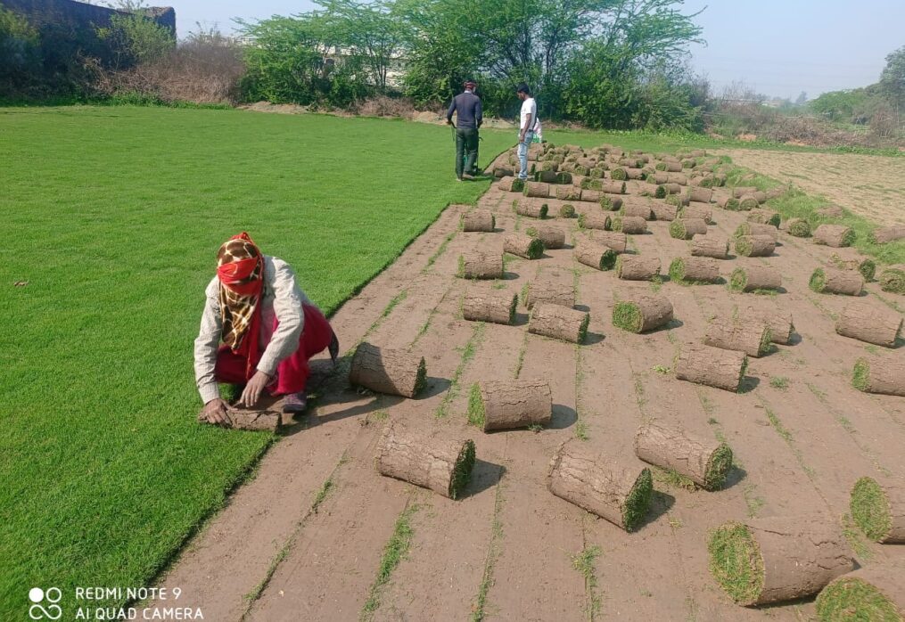 Natural Lawn Grass in Haldwani, Uttarakhand | Wholesale Natural Lawn Grass | Lawn Grass Carpet | Natural Lawn Grass | Natural Lawn Grass Supplier | Natural Grass in Bulk | Natural Lawn Grass Wholesale Price | Buy Natural Lawn Grass in Haldwani