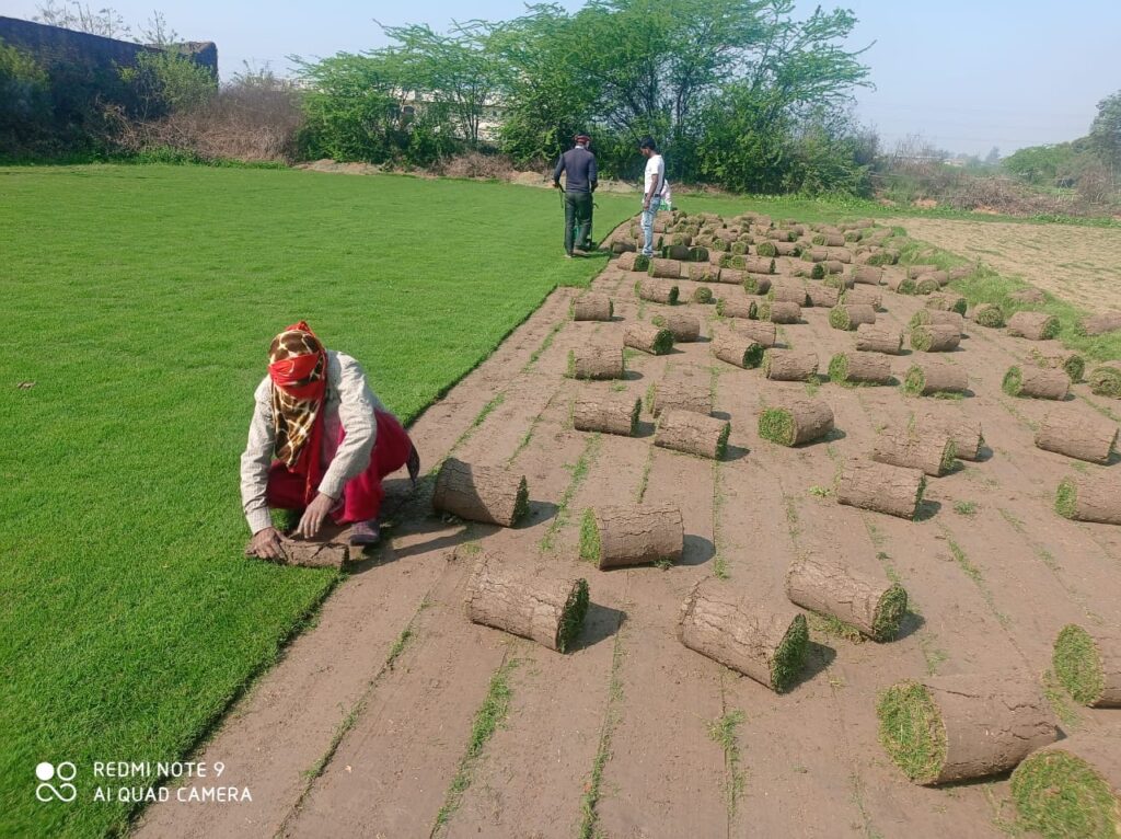 Best lawn grass for home gardens 2025