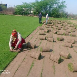 Best lawn grass for home gardens 2025