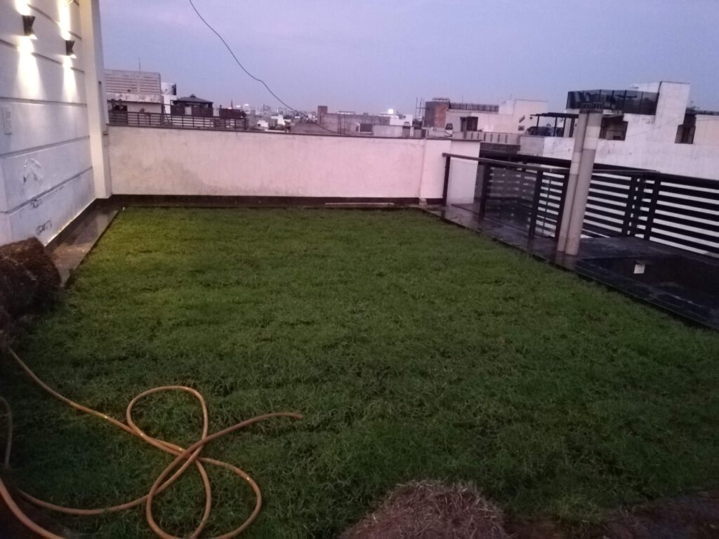 Maintenance of natural grass on a rooftop garden