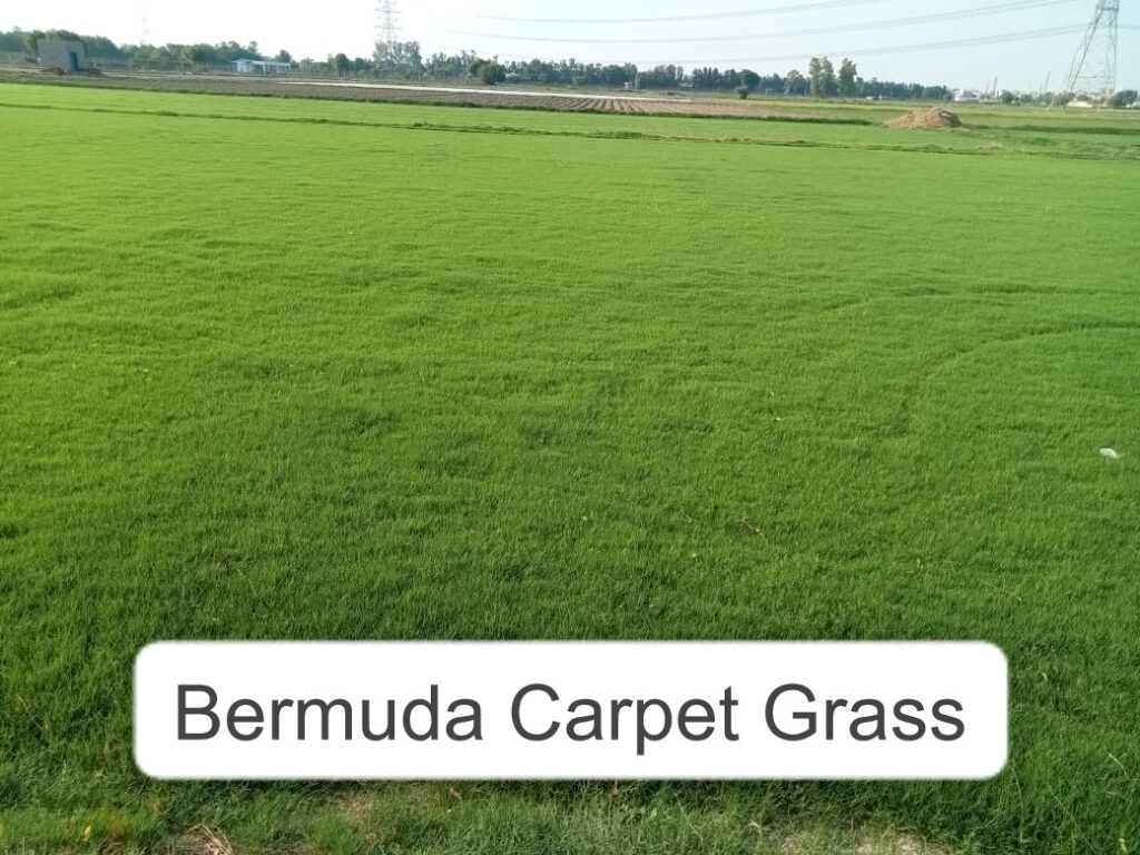 Natural Grass for Sports Fields