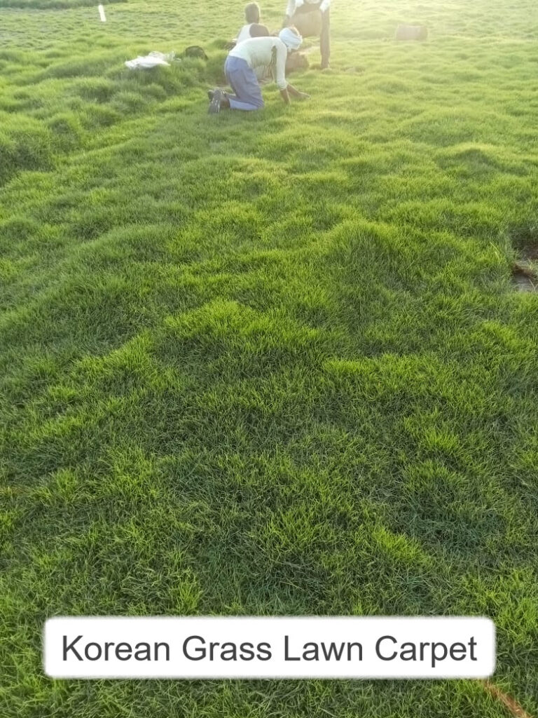  Top Grass Types for Humid and Hot Weather | Best Choices for Southern Lawns
