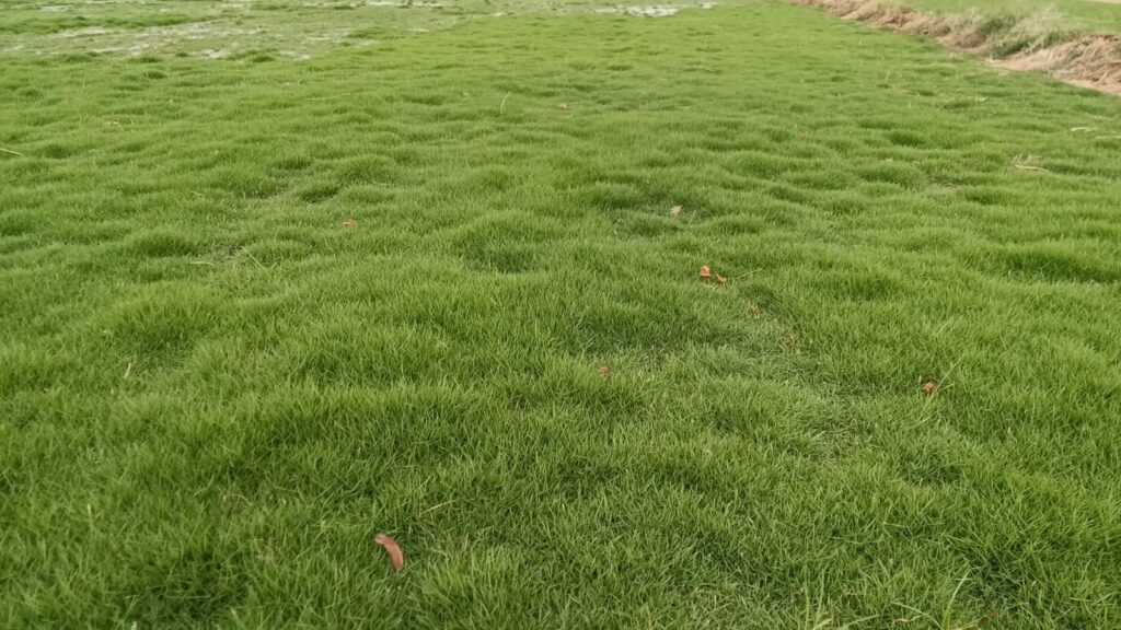Natural Grass for Residential Lawns and Villas