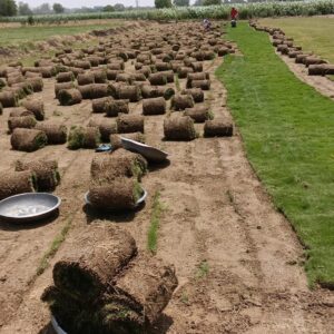 lawn grass for home, grass for garden, grass rolls for backyard