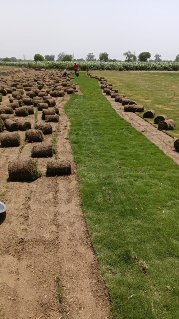 Natural Grass for Residential Lawns and Villas