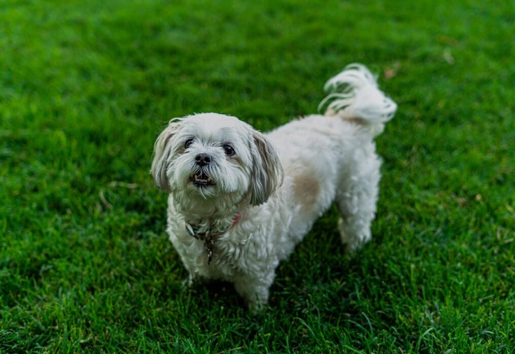 Natural Grass for Residential Lawns and Villas