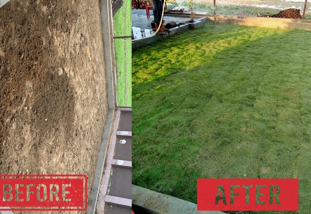 From Soil to Turf: Timeline of Growing Natural Lawn Grass