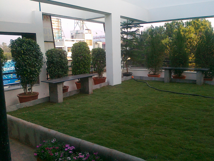 Eco-friendly rooftop garden with natural grass and potted plants