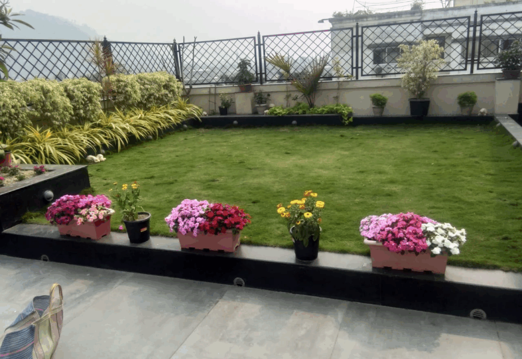Selection No. 1 Grass: What Every Indian Homeowner Should Know