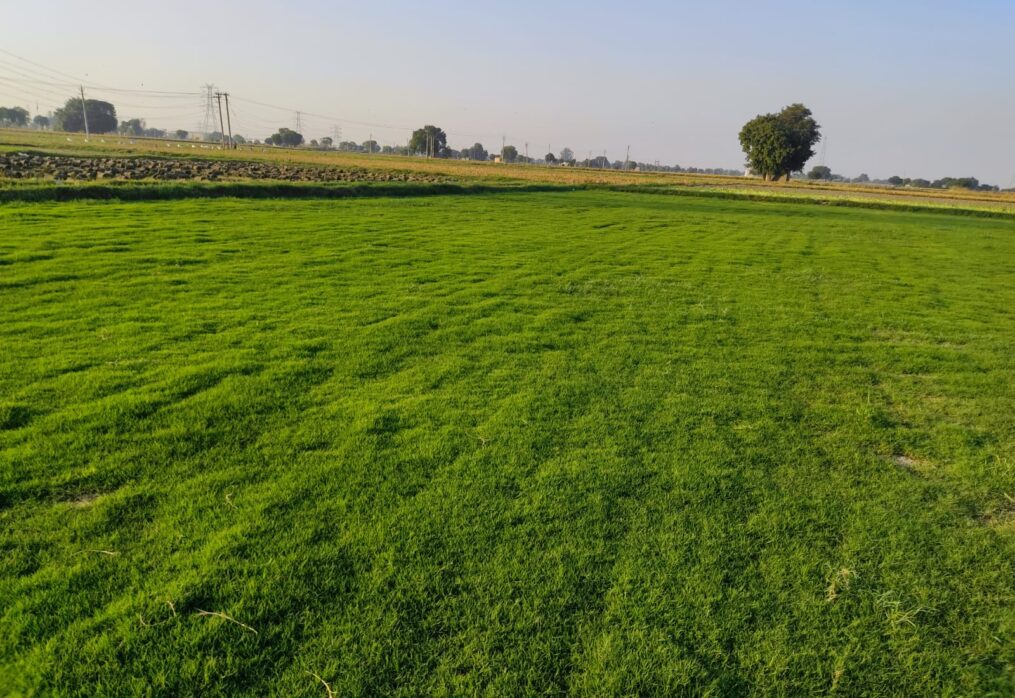 Lawn grass supplier in Delhi NCR