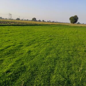Affordable and lush green lawn grass ideal for Delhi NCR garden landscaping