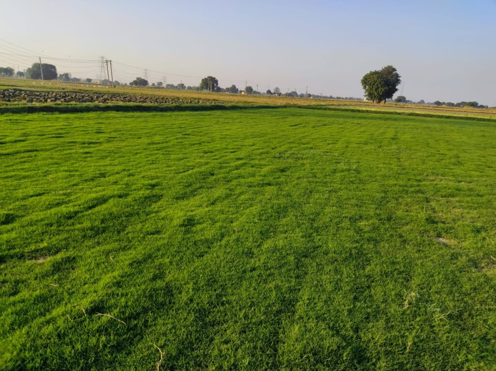 Lush green lawn grass on a school playground in Delhi