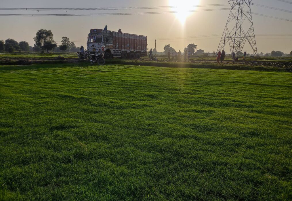 Lawn grass supplier in Delhi