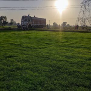 Professional organic lawn grass installation by Delhi’s top grass supplier