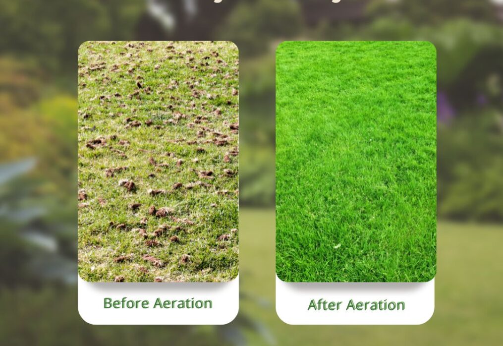 Healthy Lawn Hacks: Solving the Most Common Lawn Challenges