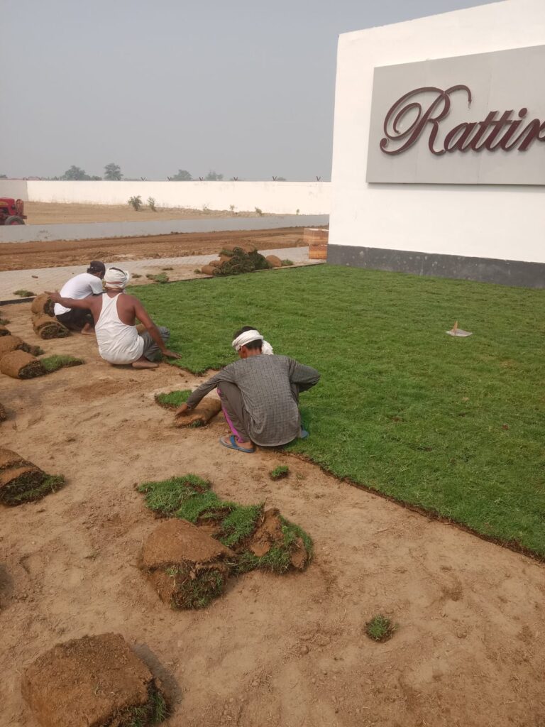 Affordable and lush green lawn grass ideal for Delhi NCR garden landscaping