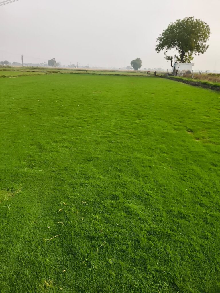 Freshly cut Bermuda natural grass carpet rolls supplied for lawns and gardens in Delhi.