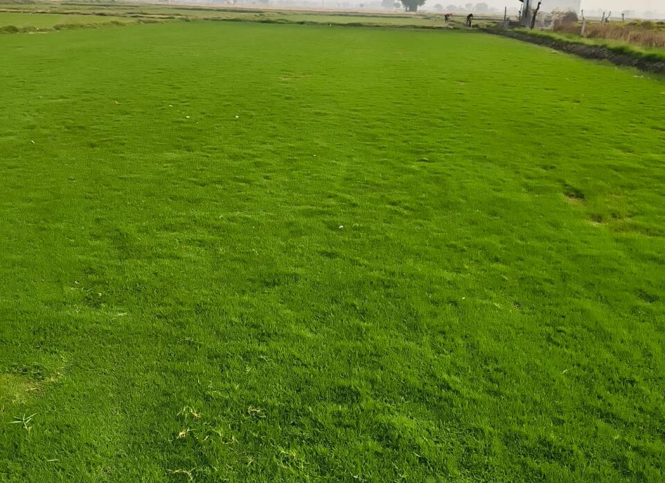 Natural Grass Carpet Supplier Delhi