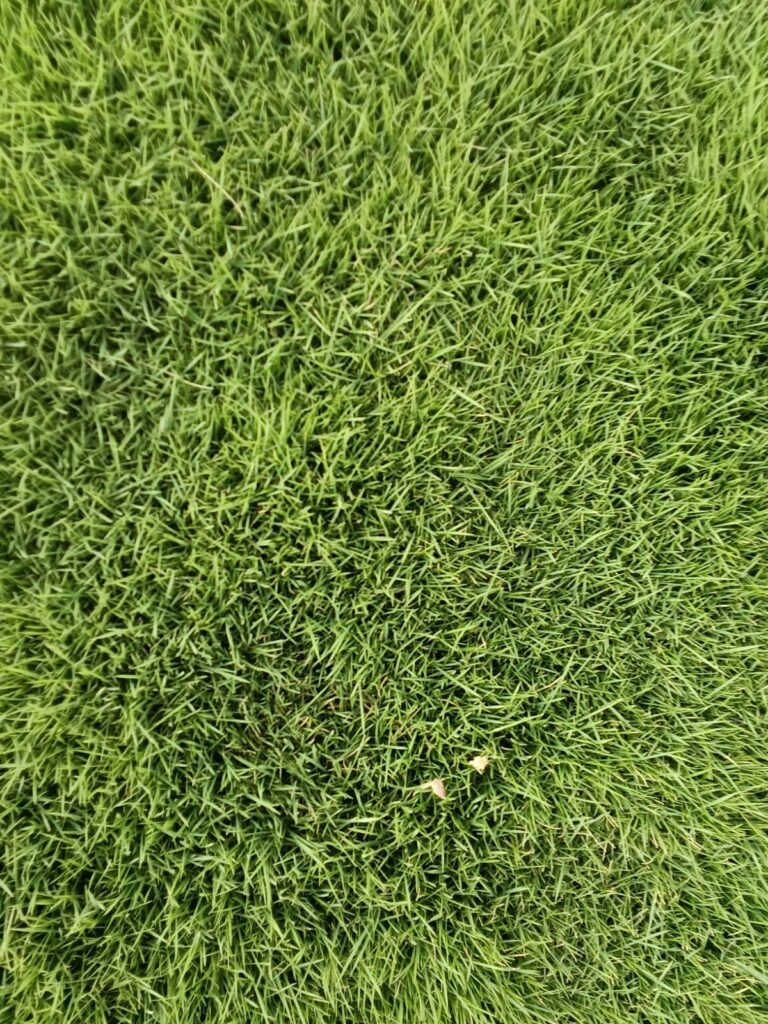 Fresh natural lawn grass rolls supplied by top lawn grass supplier in Delhi