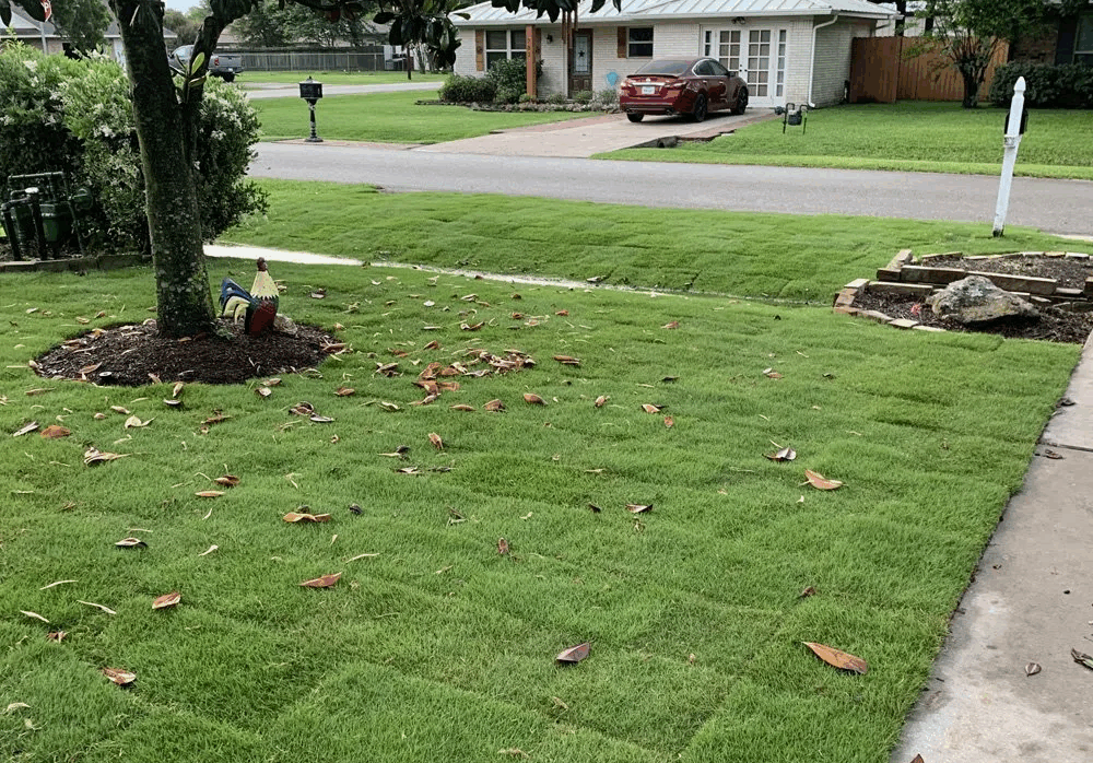 Natural Lawn Care Tips for Zeon, Zorro, and Emerald Grass