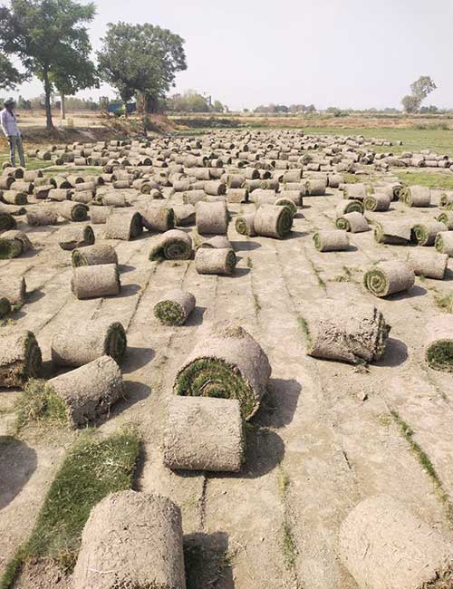 Bermuda sports turf grass rolls from a Delhi supplier for playgrounds and stadiums