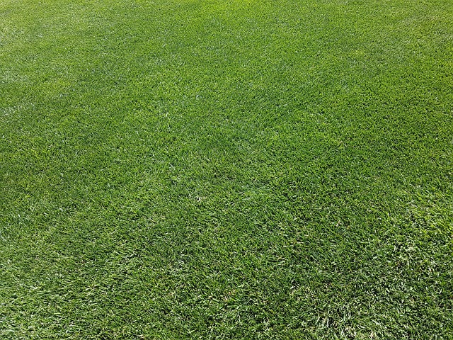 Preparing Natural Grass for Heavy Rain in India