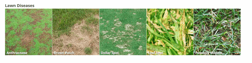 common lawn challenges