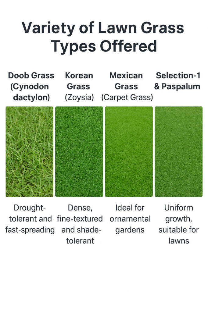 Natural Lawn Grass Supplier Delhi