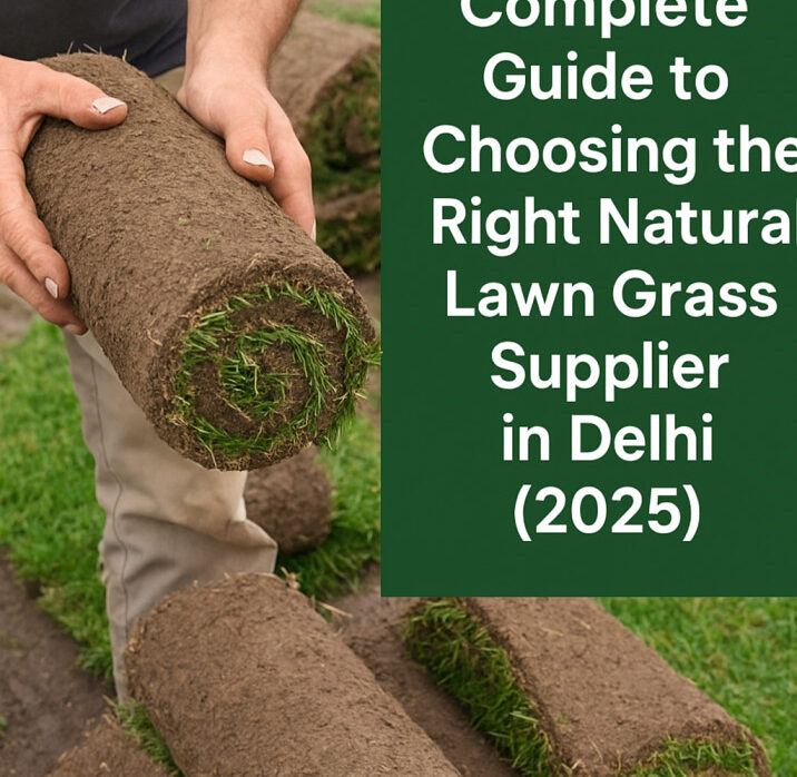 Complete Guide to Choosing the Right Natural Lawn Grass Supplier in Delhi (2025)