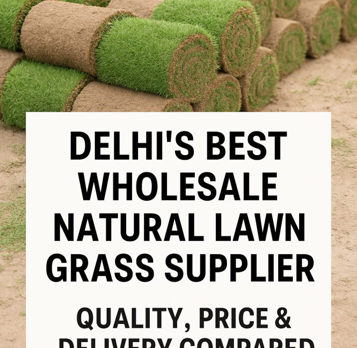 Delhi’s Best Wholesale Natural Lawn Grass Supplier – Quality, Price & Delivery Compared