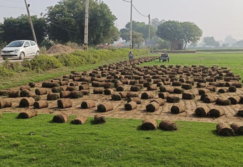 Buy turf online Faridabad
